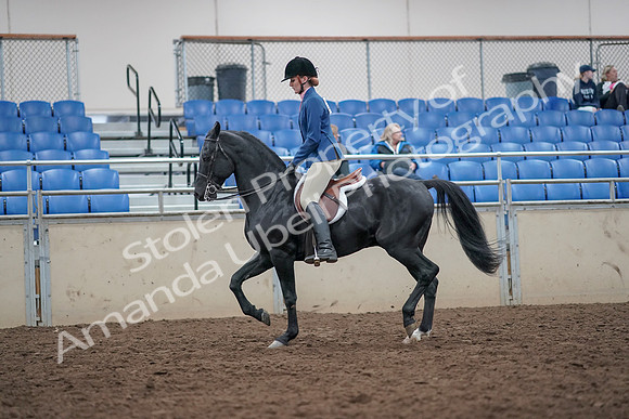 2019 Morgan Horse Show - Aug 31, 2019 - 16569
