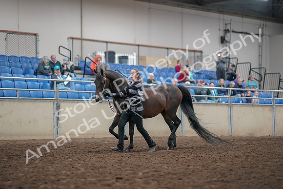 2019 Morgan Horse Show - Aug 31, 2019 - 03656