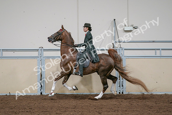 2020 - AB Morgan Horse - Sat, Sept 05 - 13069