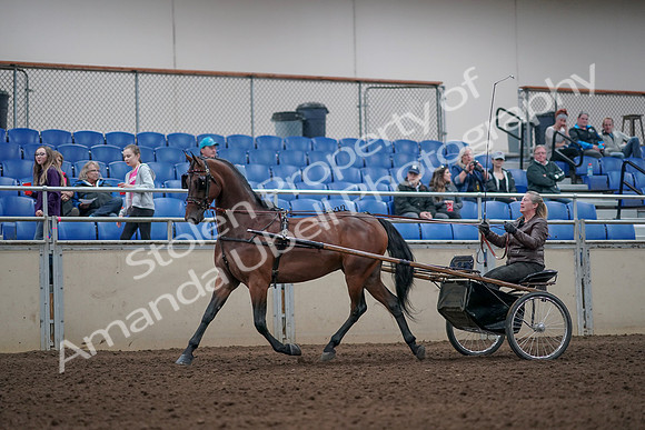 2019 Morgan Horse Show - Aug 31, 2019 - 10270