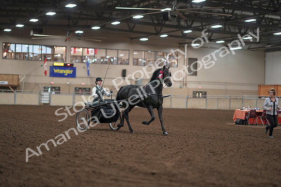 2019 Morgan Horse Show - Aug 31, 2019 - 04792