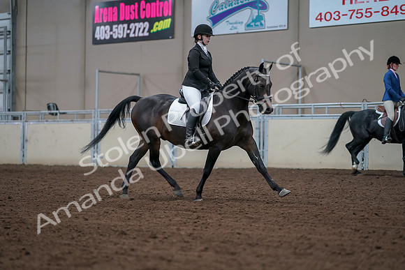 2019 Morgan Horse Show - Aug 30, 2019 - 18471