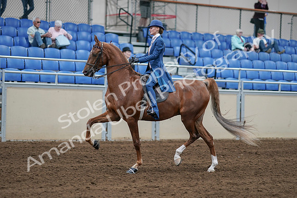 2020 - AB Morgan Horse - Sat, Sept 05 - 06189