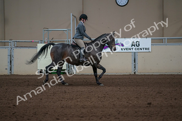 2019 Morgan Horse Show - Sept 01, 2019 - 11055