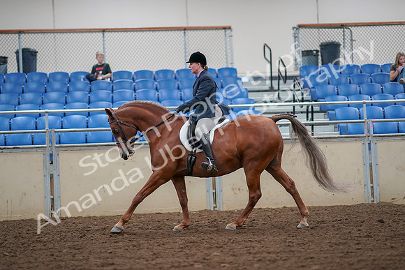 2019 Morgan Horse Show - Aug 30, 2019 - 16318