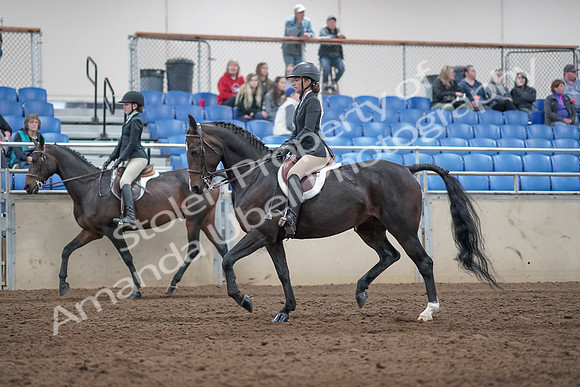 2019 Morgan Horse Show - Aug 31, 2019 - 20426