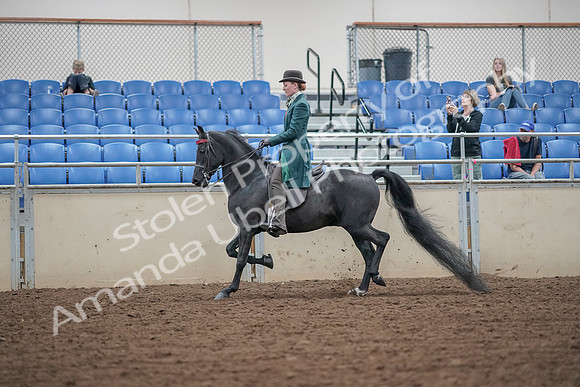 2019 Morgan Horse Show - Aug 30, 2019 - 15344