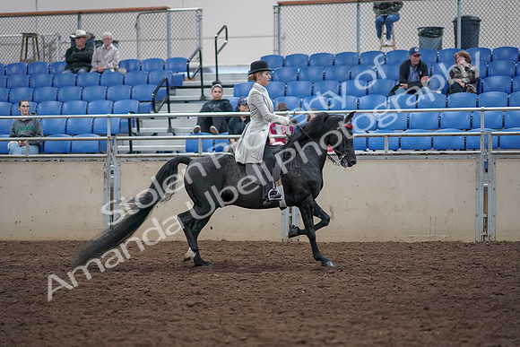 2019 Morgan Horse Show - Aug 31, 2019 - 09520