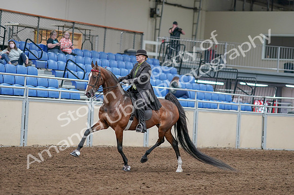 2020 - AB Morgan Horse - Fri, Sept 04 - 09529