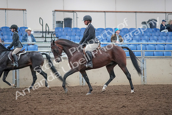 2019 Morgan Horse Show - Aug 31, 2019 - 14875