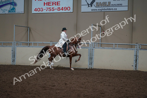 2019 Morgan Horse Show - Aug 31, 2019 - 17936