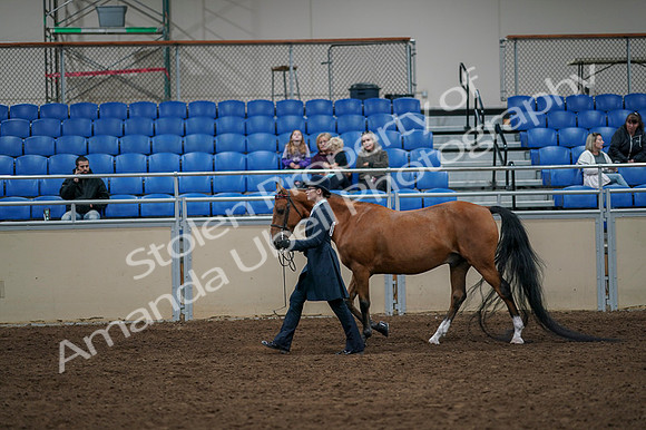 2020 - AB Morgan Horse - Fri, Sept 04 - 00945