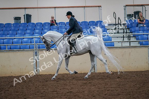 2019 Morgan Horse Show - Aug 30, 2019 - 17323