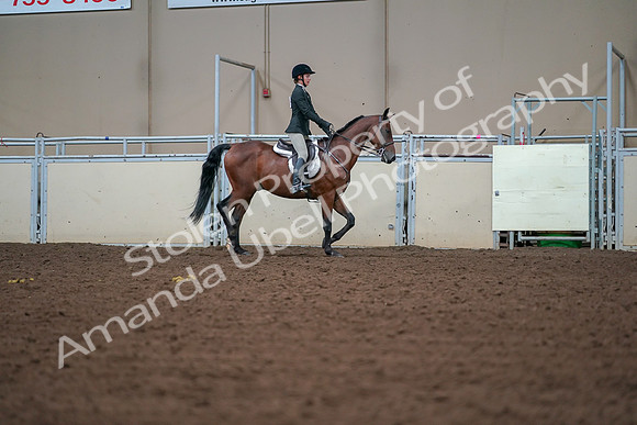 2019 Morgan Horse Show - Aug 30, 2019 - 20852