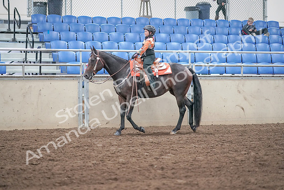 2019 Morgan Horse Show - Sept 01, 2019 - 05735