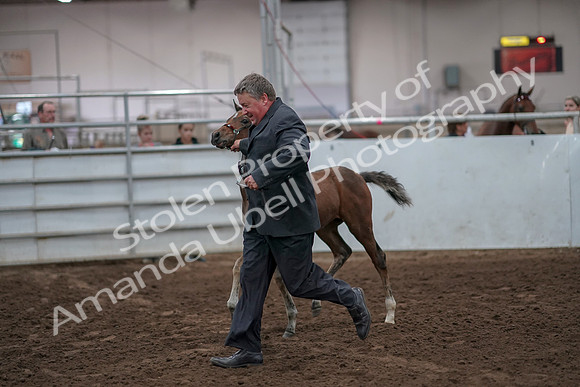2019 Morgan Horse Show - Aug 31, 2019 - 00885