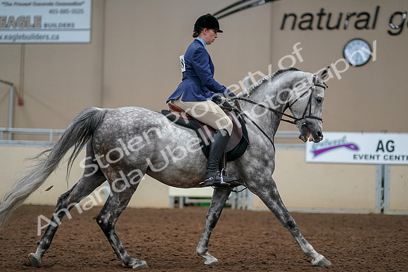 2019 Morgan Horse Show - Aug 30, 2019 - 22470