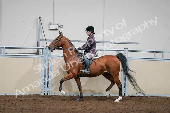 2020 - AB Morgan Horse - Sat, Sept 05 - 03056