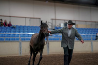2019 Morgan Horse Show - Aug 31, 2019 - 02844