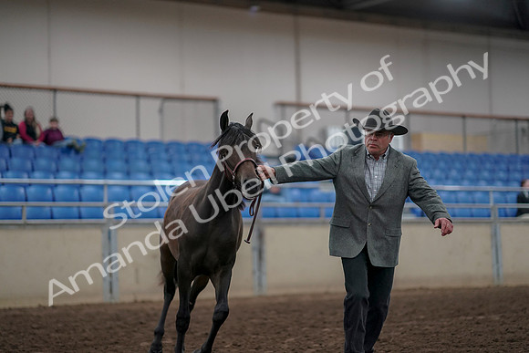 2019 Morgan Horse Show - Aug 31, 2019 - 02844