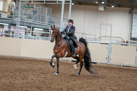 2020 - AB Morgan Horse - Sat, Sept 05 - 12899