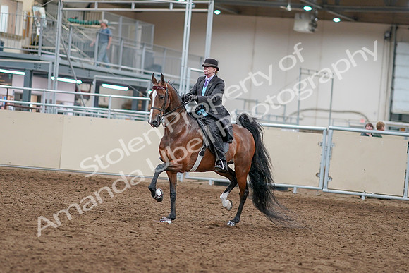 2020 - AB Morgan Horse - Sat, Sept 05 - 12899
