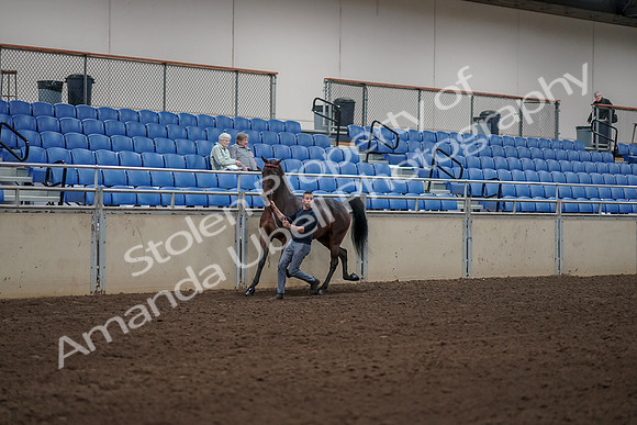 2019 Morgan Horse Show - Aug 31, 2019 - 01046