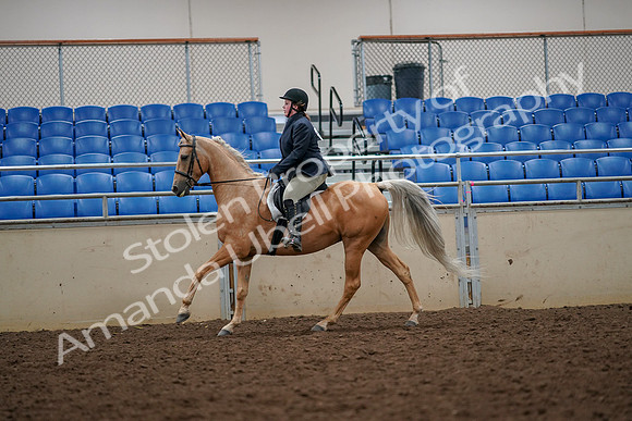 2019 Morgan Horse Show - Aug 30, 2019 - 22372