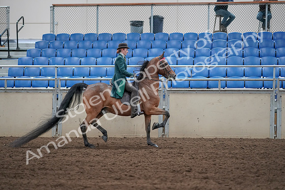 2019 Morgan Horse Show - Sept 01, 2019 - 13311