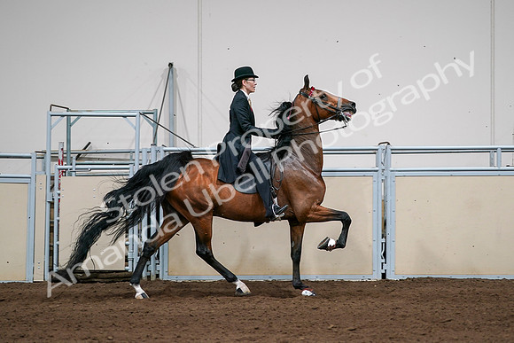 2020 - AB Morgan Horse - Sat, Sept 05 - 06851