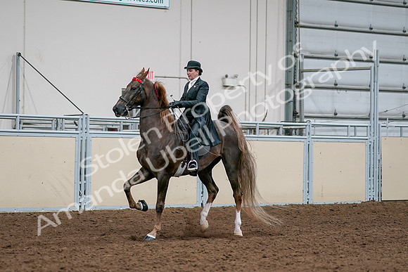 2020 - AB Morgan Horse - Sat, Sept 05 - 13104