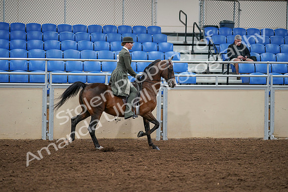 2020 - AB Morgan Horse - Fri, Sept 04 - 03446