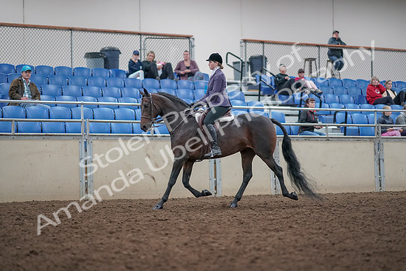 2019 Morgan Horse Show - Aug 31, 2019 - 14786