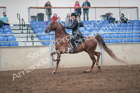 2019 Morgan Horse Show - Aug 31, 2019 - 21980