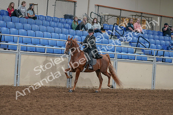 2020 - AB Morgan Horse - Fri, Sept 04 - 11430