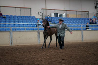 2019 Morgan Horse Show - Aug 31, 2019 - 02838