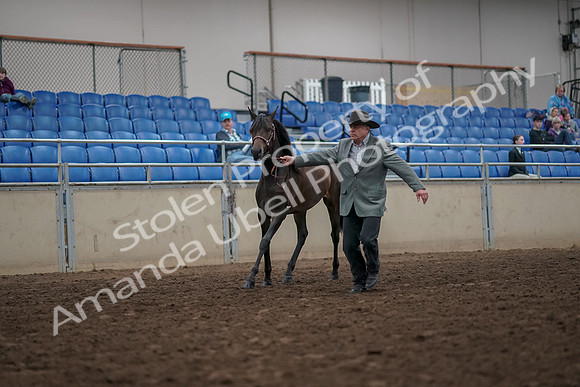 2019 Morgan Horse Show - Aug 31, 2019 - 02838