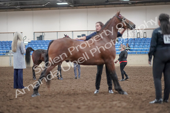 2019 Morgan Horse Show - Aug 31, 2019 - 01385