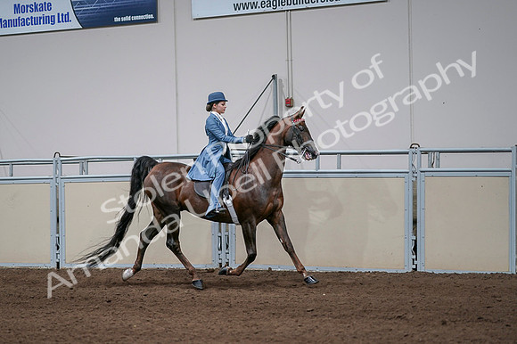 2020 - AB Morgan Horse - Fri, Sept 04 - 05129