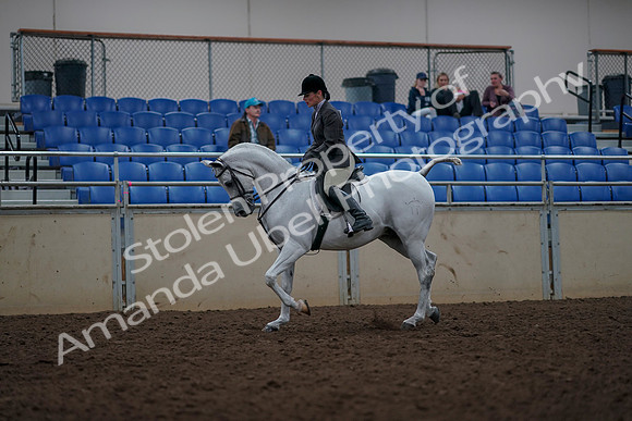 2019 Morgan Horse Show - Aug 31, 2019 - 14887