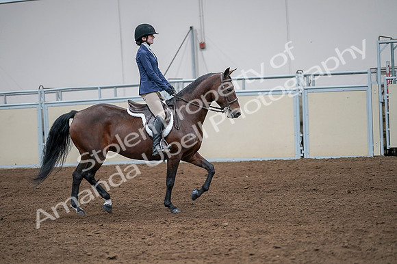 2020 - AB Morgan Horse - Fri, Sept 04 - 05983