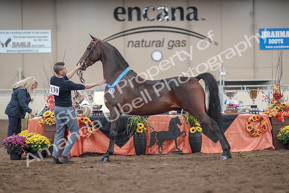 2019 Morgan Horse Show - Aug 31, 2019 - 01409