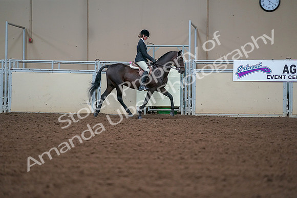 2019 Morgan Horse Show - Aug 30, 2019 - 20803