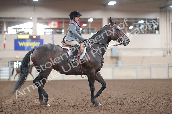 2019 Morgan Horse Show - Aug 31, 2019 - 19652