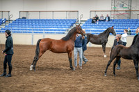 2020 - AB Morgan Horse - Sat, Sept 05 - 00671