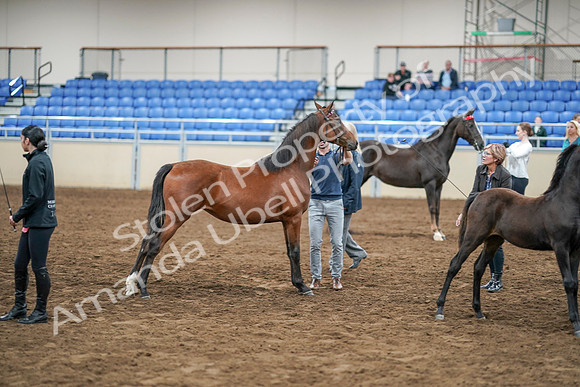 2020 - AB Morgan Horse - Sat, Sept 05 - 00671
