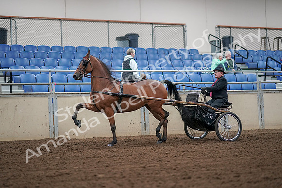 2019 Morgan Horse Show - Aug 30, 2019 - 13308