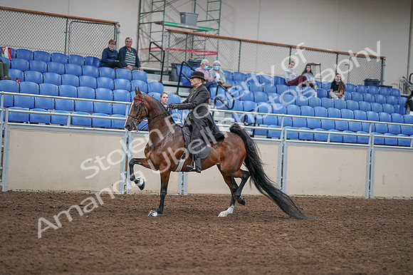 2020 - AB Morgan Horse - Fri, Sept 04 - 09543