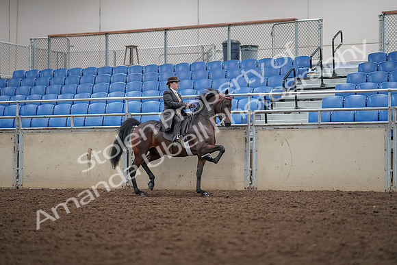 2019 Morgan Horse Show - Aug 30, 2019 - 28211