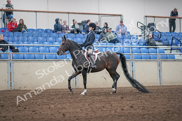 2019 Morgan Horse Show - Aug 31, 2019 - 19486